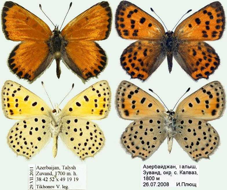 Lycaena ochimus